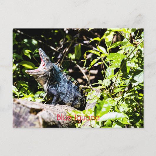 Blue Iguana Briefkaart (Voorkant)