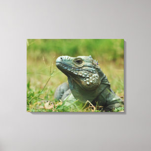 Blue Iguana Canvas Afdruk