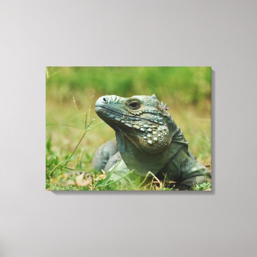 Blue Iguana Canvas Afdruk (Voorkant)
