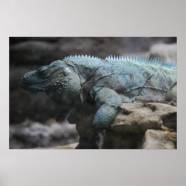 Blue Iguana Print