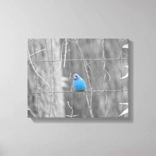 Blue Indigo Bird Canvas Afdruk (Voorkant)