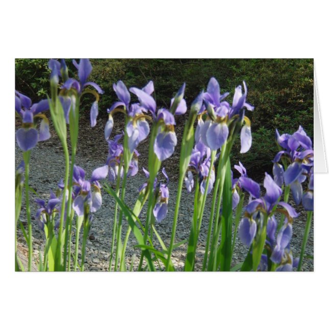 Blue Iris (Voorkant Horizontaal)