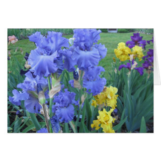 Blue Iris