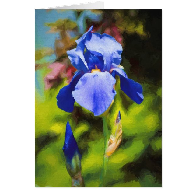 Blue Iris (Voorkant)