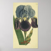 Blue Iris Botanical Print (Voorkant)