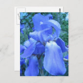 Blue Iris Briefkaart (Voorkant / Achterkant)