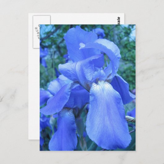 Blue Iris Briefkaart (Voorkant / Achterkant)
