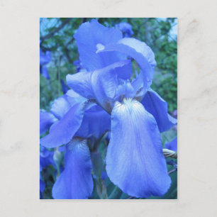 Blue Iris Briefkaart