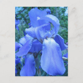 Blue Iris Briefkaart