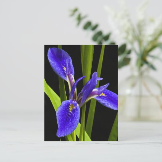 Blue Iris Briefkaart (Staand voorkant)
