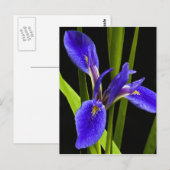 Blue Iris Briefkaart (Voorkant / Achterkant)