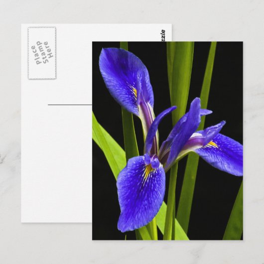 Blue Iris Briefkaart (Voorkant / Achterkant)