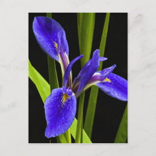 Blue Iris Briefkaart