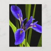 Blue Iris Briefkaart (Voorkant)