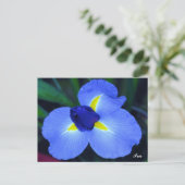 Blue Iris Briefkaart (Staand voorkant)