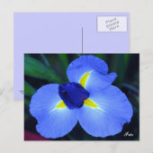 Blue Iris Briefkaart (Voorkant / Achterkant)