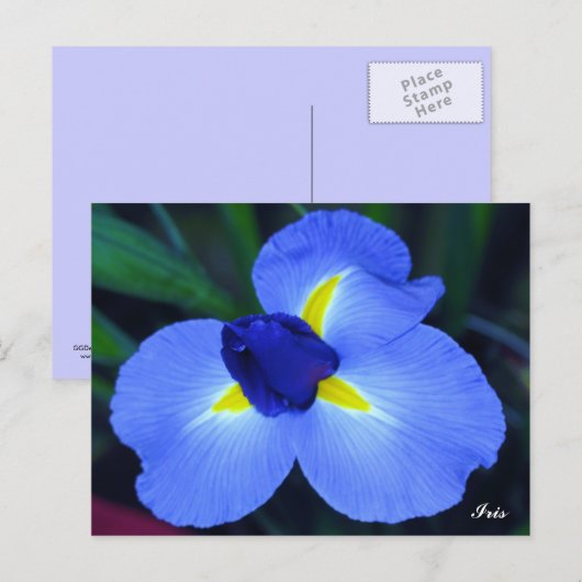 Blue Iris Briefkaart (Voorkant / Achterkant)