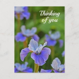 Blue Iris Flower Portrait Thinking of you Briefkaa Briefkaart