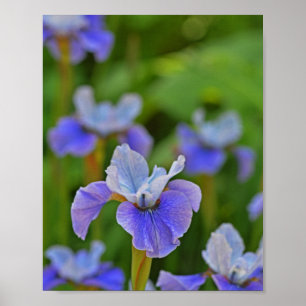 Blue Iris Flower Portret Botanische foto Poster