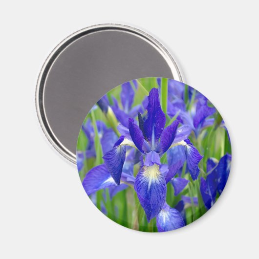 Blue Iris Flowers Magnet (Voorkant / Achterkant)