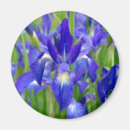 Blue Iris Flowers Magnet (Voorkant)