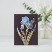 Blue Iris (germanica) Briefkaart (Staand voorkant)