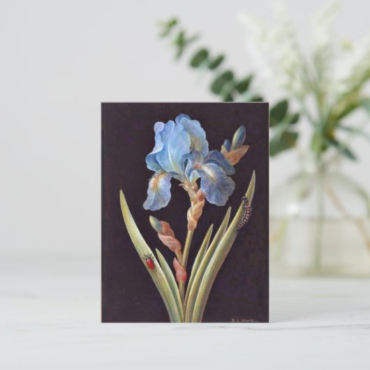 Blue Iris (germanica) Briefkaart (Staand voorkant)