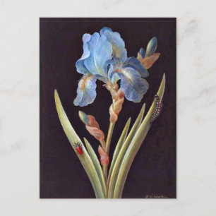 Blue Iris (germanica) Briefkaart