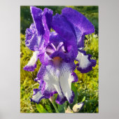 Blue Iris Irissen White Floral Flower Garden Poste Poster (Voorkant)