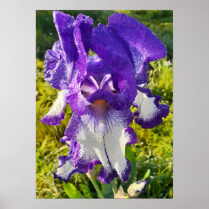 Blue Iris Irissen White Floral Flower Garden Poste Poster
