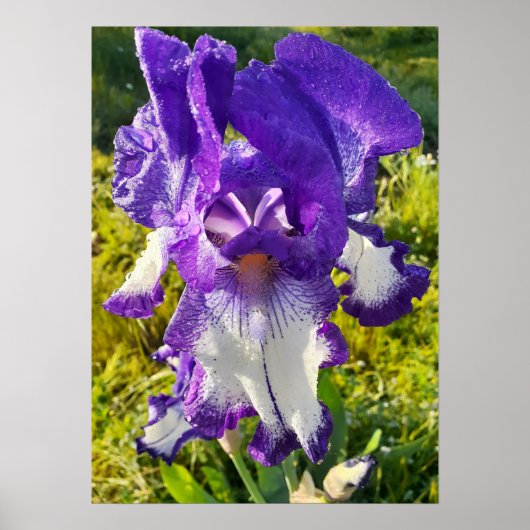 Blue Iris Irissen White Floral Flower Garden Poste Poster (Voorkant)