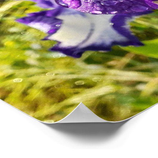 Blue Iris Irissen White Floral Flower Garden Poste Poster (Hoek)