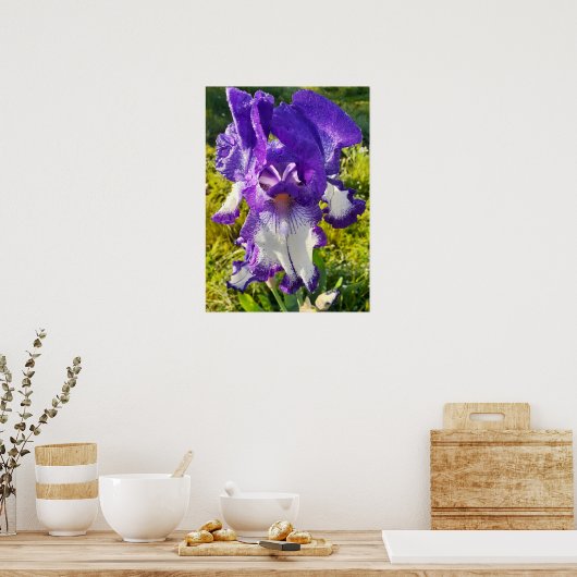Blue Iris Irissen White Floral Flower Garden Poste Poster (Keuken)