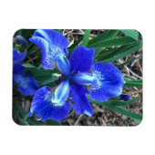 Blue Iris Magneet (Horizontaal)