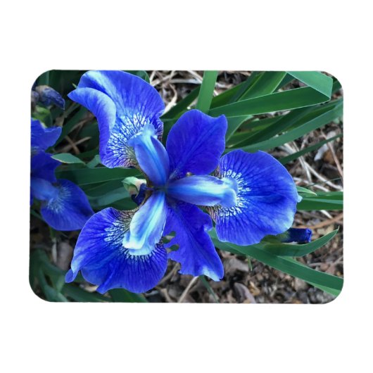 Blue Iris Magneet (Horizontaal)