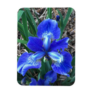 Blue Iris Magneet