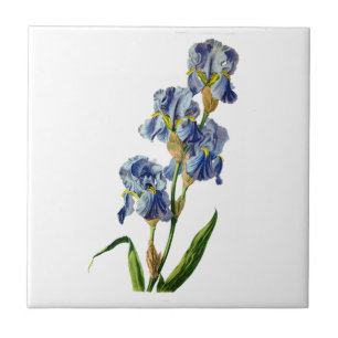 Blue Iris uit de Natuur van Gerard van Spaendon Tegeltje