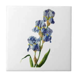 Blue Iris uit de Natuur van Gerard van Spaendon Tegeltje