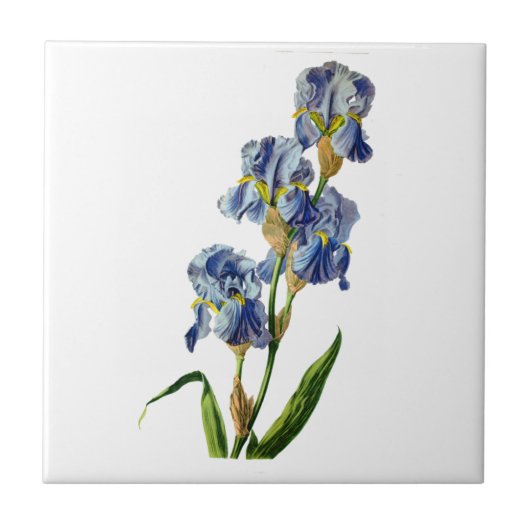 Blue Iris uit de Natuur van Gerard van Spaendon Tegeltje (Voorkant)