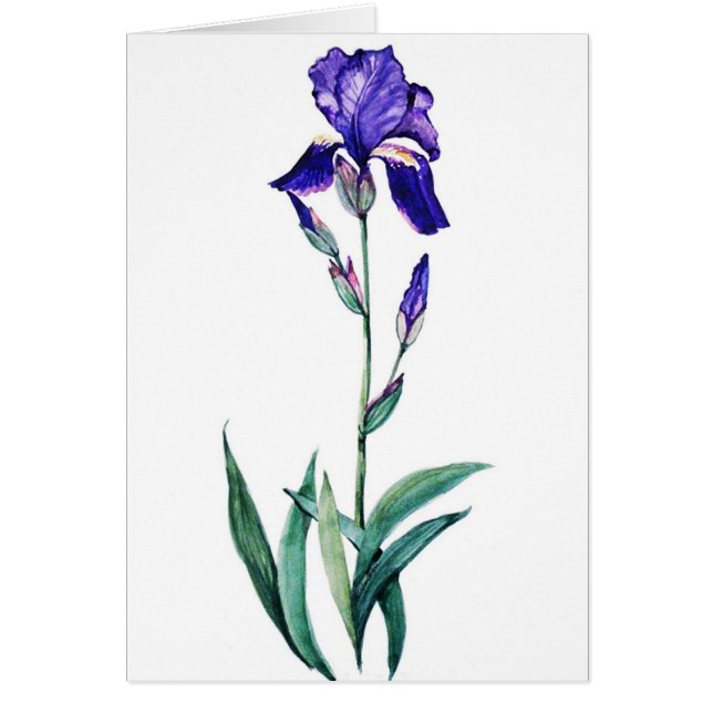 Blue Iris van PMACarlson (Voorkant)