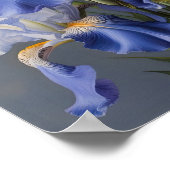 Blue Iriss Flower Art Print Poster (Hoek)