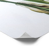 Blue Iriss Flower Art Print Poster (Hoek)
