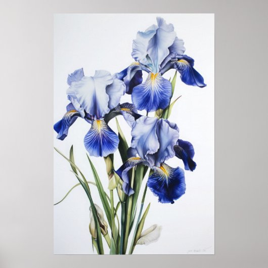 Blue Iriss Flower Art Print Poster (Voorkant)