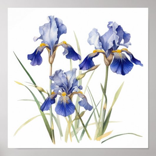 Blue Iriss Flower Art Print Poster (Voorkant)