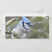 Blue Jay (Voorkant)