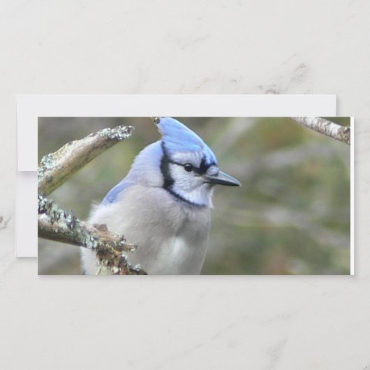 Blue Jay (Voorkant)