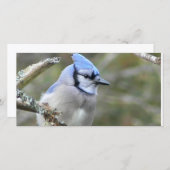 Blue Jay (Voorkant / Achterkant)