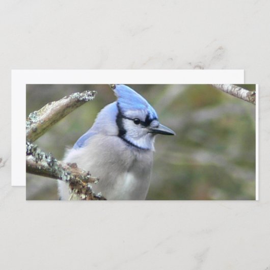 Blue Jay (Voorkant / Achterkant)