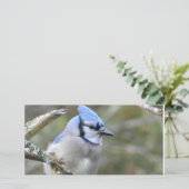 Blue Jay (Staand voorkant)