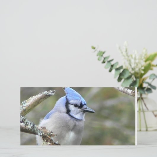 Blue Jay (Staand voorkant)